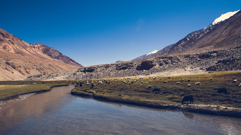 Nubra Valley Ladakh Nubra Valley in Ladakh with river, grasslands, and grazing animals